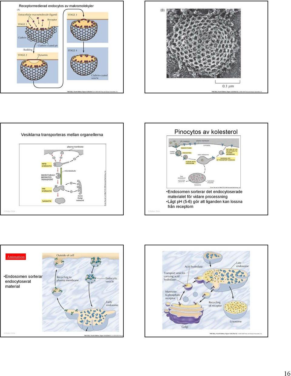 endocytoserade materialet för vidare processning Lågt ph (5-6) gör att