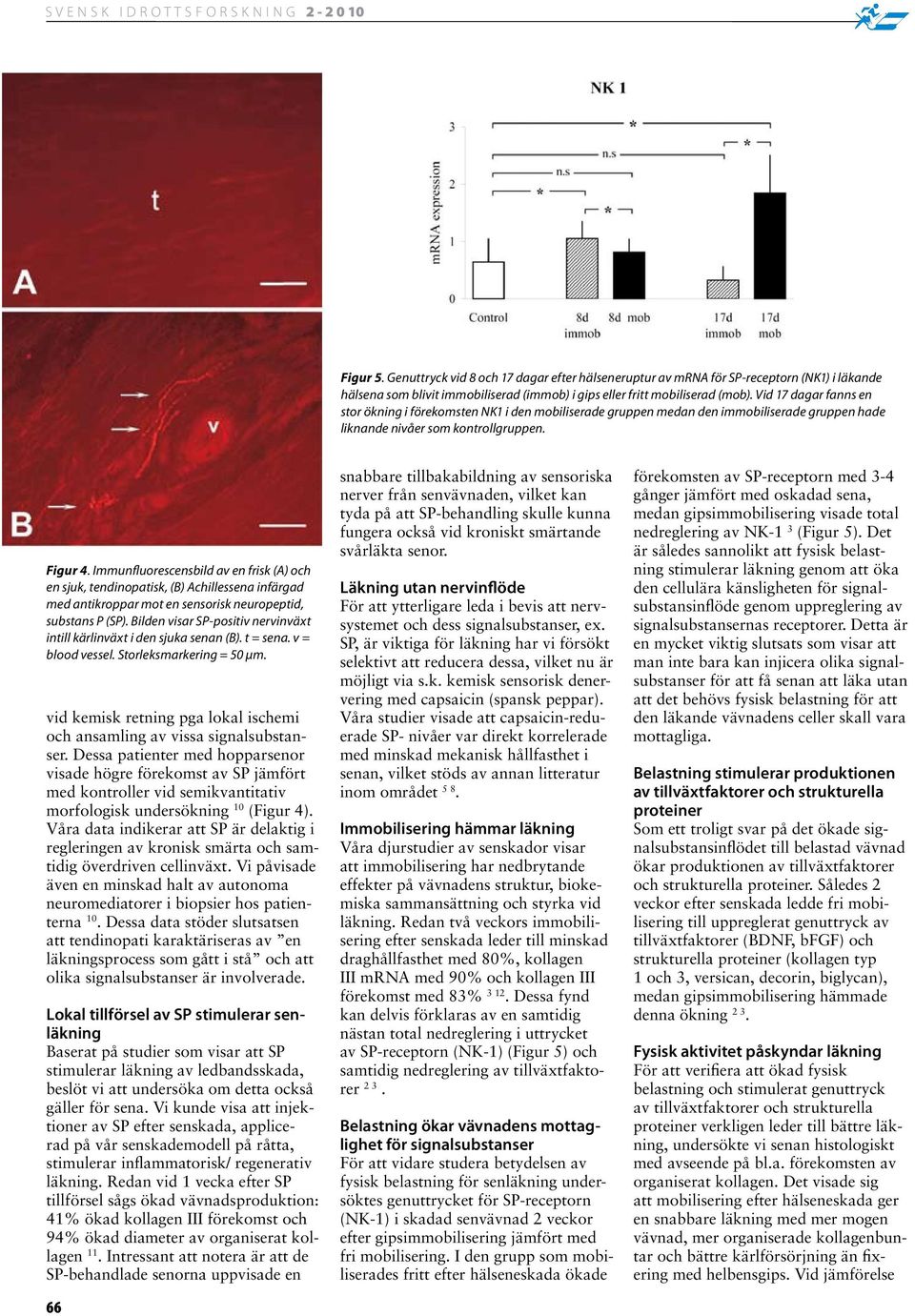 Immunfluorescensbild av en frisk (A) och en sjuk, tendinopatisk, (B) Achillessena infärgad med antikroppar mot en sensorisk neuropeptid, substans P (SP).
