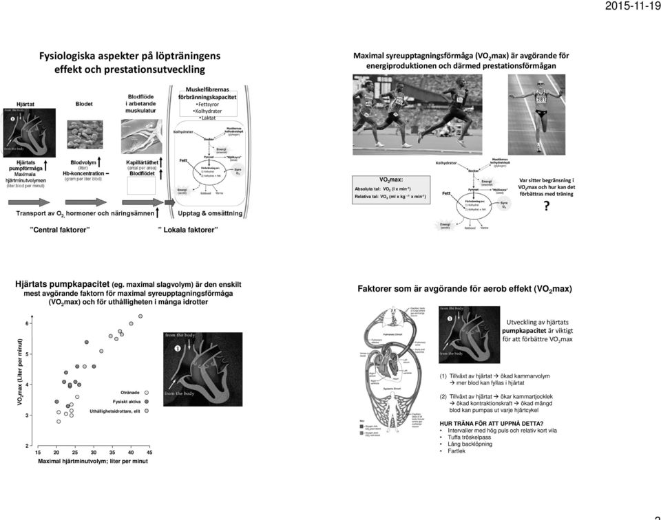 träning? Central faktorer Lokala faktorer Hjärtats pumpkapacitet (eg.