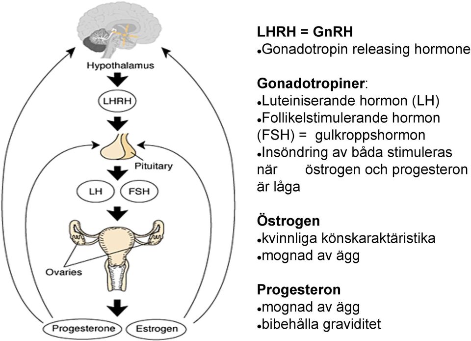 av båda stimuleras när östrogen och progesteron är låga Östrogen l kvinnliga