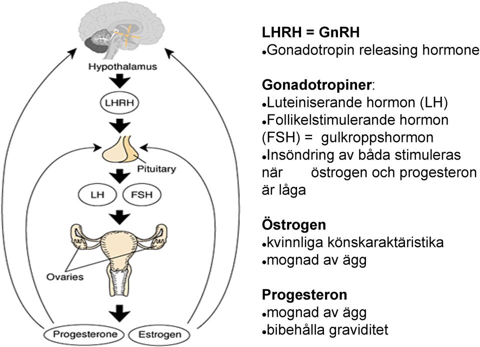 av båda stimuleras när östrogen och progesteron är låga Östrogen l kvinnliga