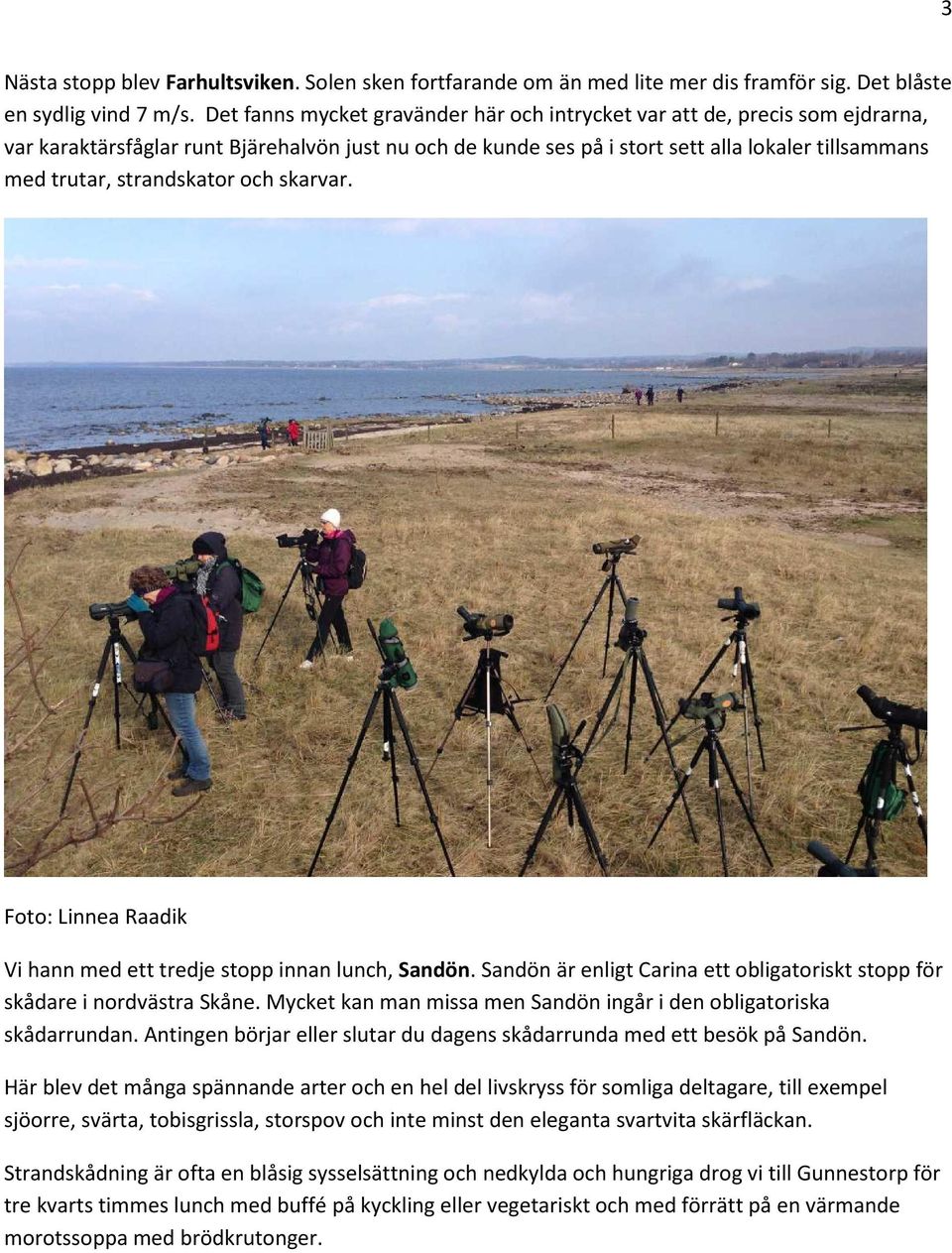 strandskator och skarvar. Foto: Linnea Raadik Vi hann med ett tredje stopp innan lunch, Sandön. Sandön är enligt Carina ett obligatoriskt stopp för skådare i nordvästra Skåne.