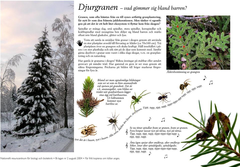 Spindlar av många slag, små spindlar, stora spindlar, korsspindlar och krabbspindlar med neongröna ben döljer sig bland barren och märks oftast inte bland glaskulor, glitter och ljus.