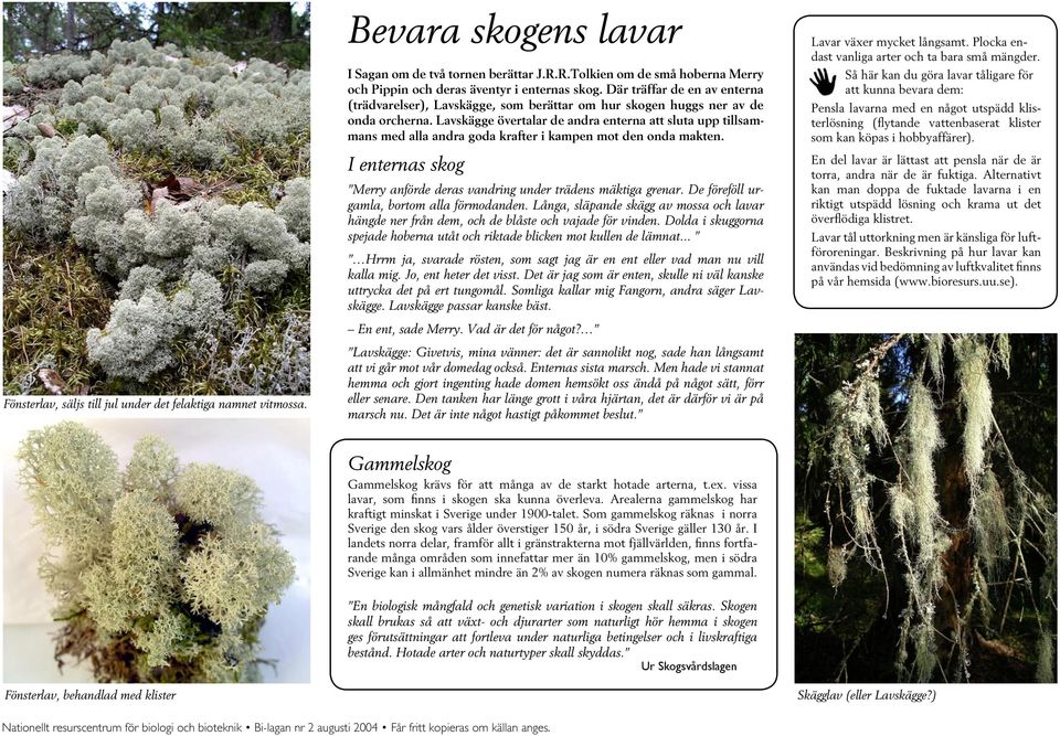 Lavskägge övertalar de andra enterna att sluta upp tillsammans med alla andra goda krafter i kampen mot den onda makten. I enternas skog Merry anförde deras vandring under trädens mäktiga grenar.