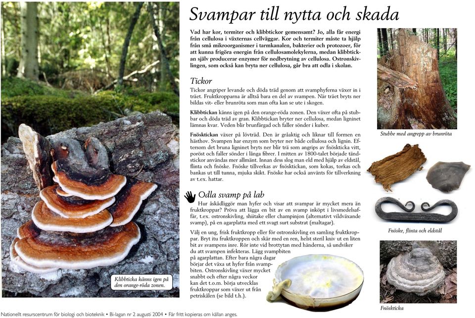 för nedbrytning av cellulosa. Ostronskivlingen, som också kan bryta ner cellulosa, går bra att odla i skolan. Klibbticka känns igen på den orange-röda zonen.