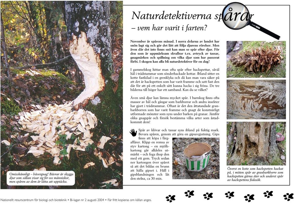I skogen kan alla bli naturdetektiver för en dag! I gammelskog hittar man ofta spår efter hackspettar, såväl hål i trädstammar som sönderhackade kottar.