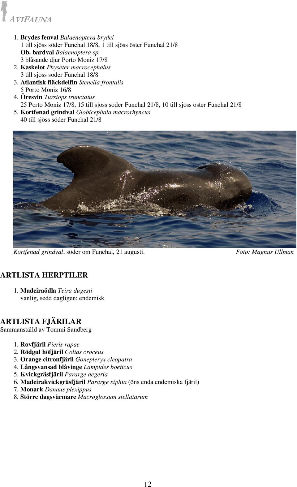 Öresvin Tursiops trunctatus 25 Porto Moniz 17/8, 15 till sjöss söder Funchal 21/8, 10 till sjöss öster Funchal 21/8 5.