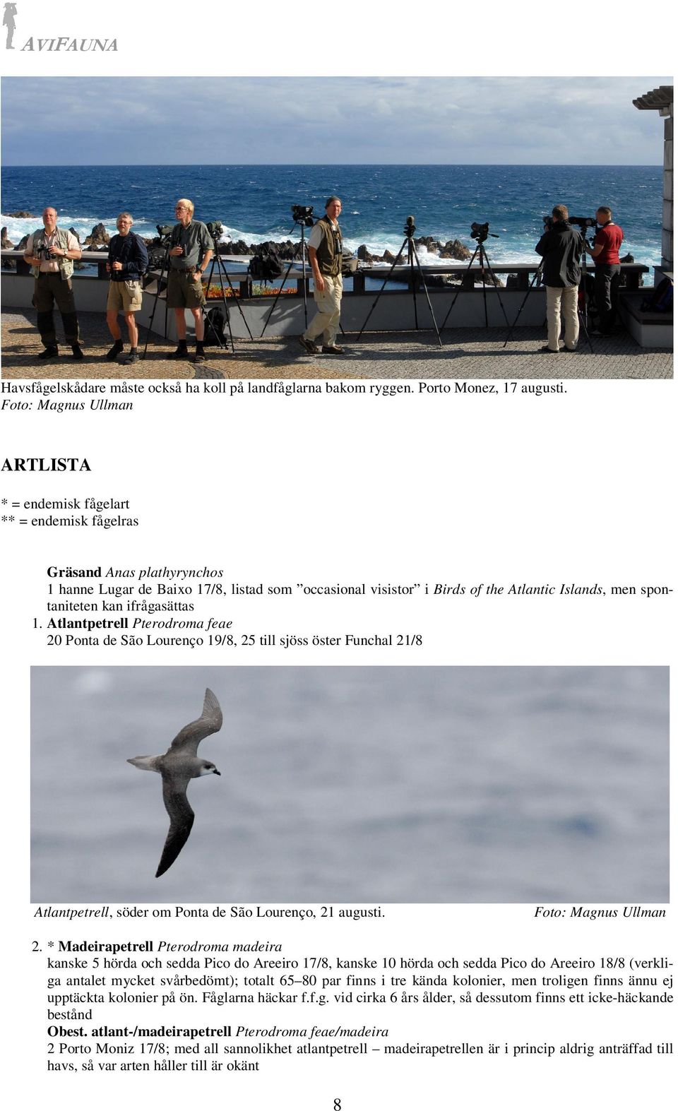 ifrågasättas 1. Atlantpetrell Pterodroma feae 20