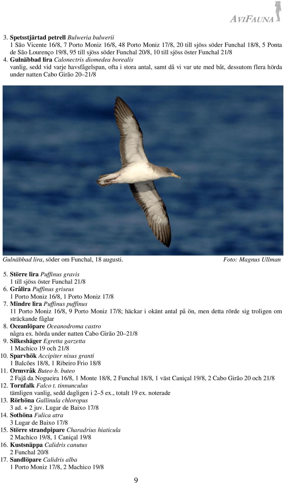 Gulnäbbad lira Calonectris diomedea borealis vanlig, sedd vid varje havsfågelspan, ofta i stora antal, samt då vi var ute med båt, dessutom flera hörda under natten Cabo Girão 20 21/8 Gulnäbbad lira,