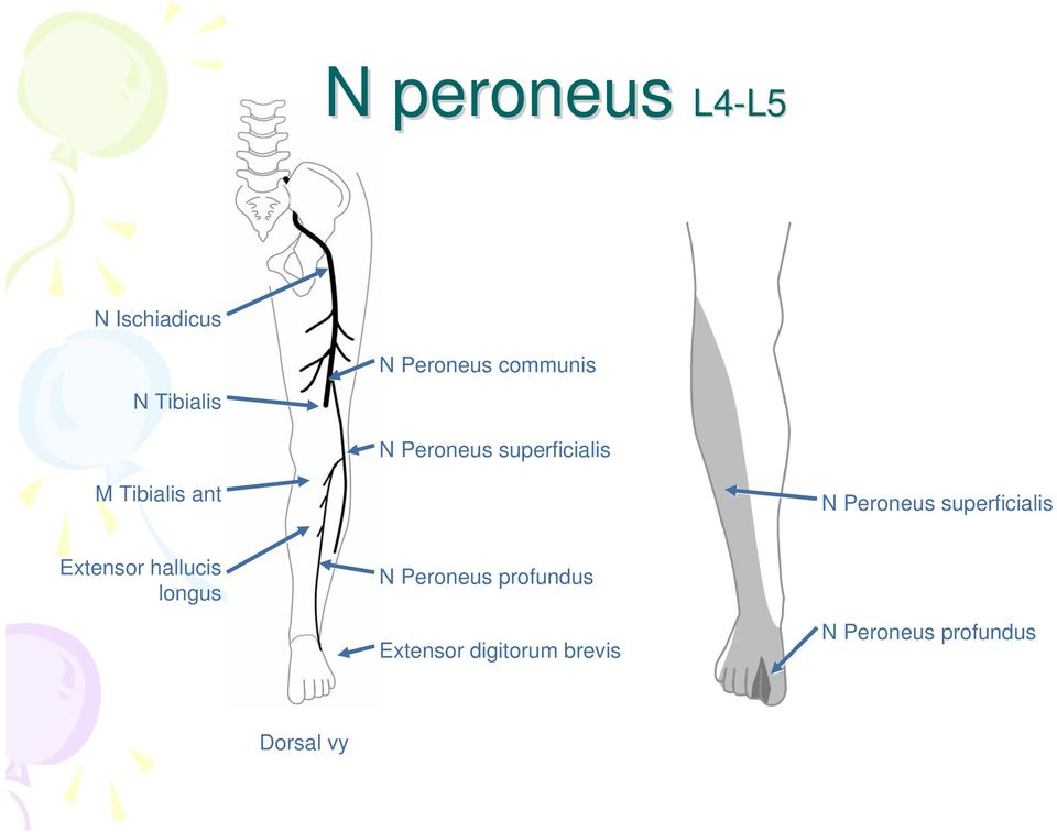 Peroneus superficialis Extensor hallucis longus N