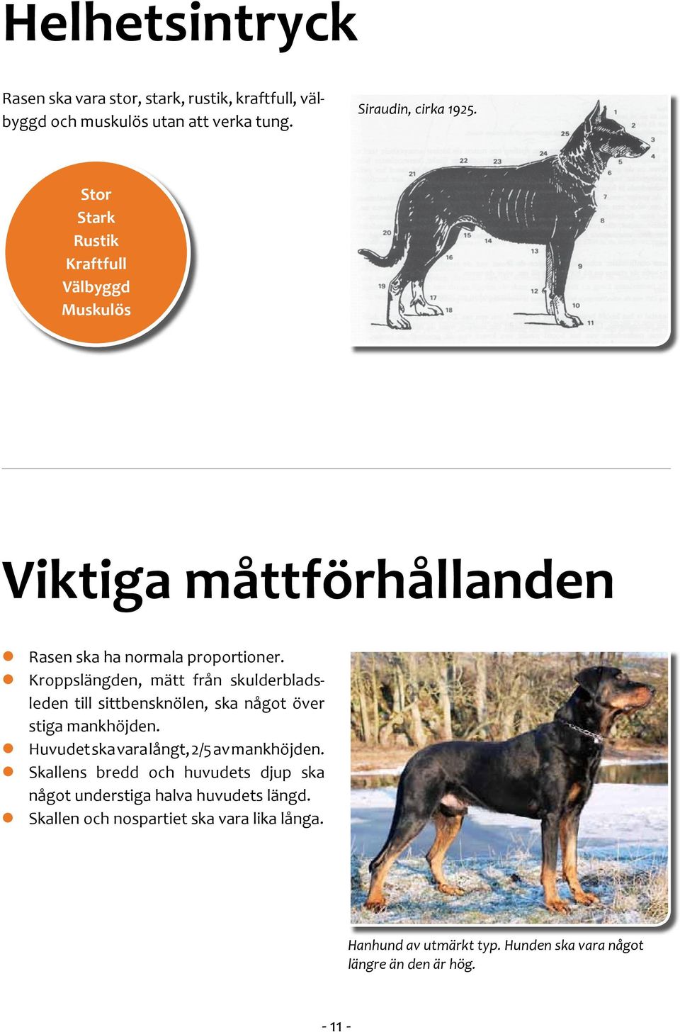 Kroppslängden, mätt från skulderbladsleden till sittbensknölen, ska något över stiga mankhöjden. Huvudet ska vara långt, 2/5 av mankhöjden.