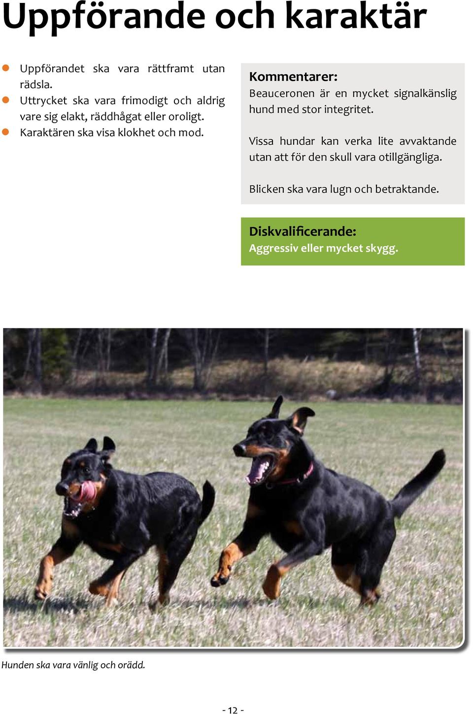 Kommentarer: Beauceronen är en mycket signalkänslig hund med stor integritet.