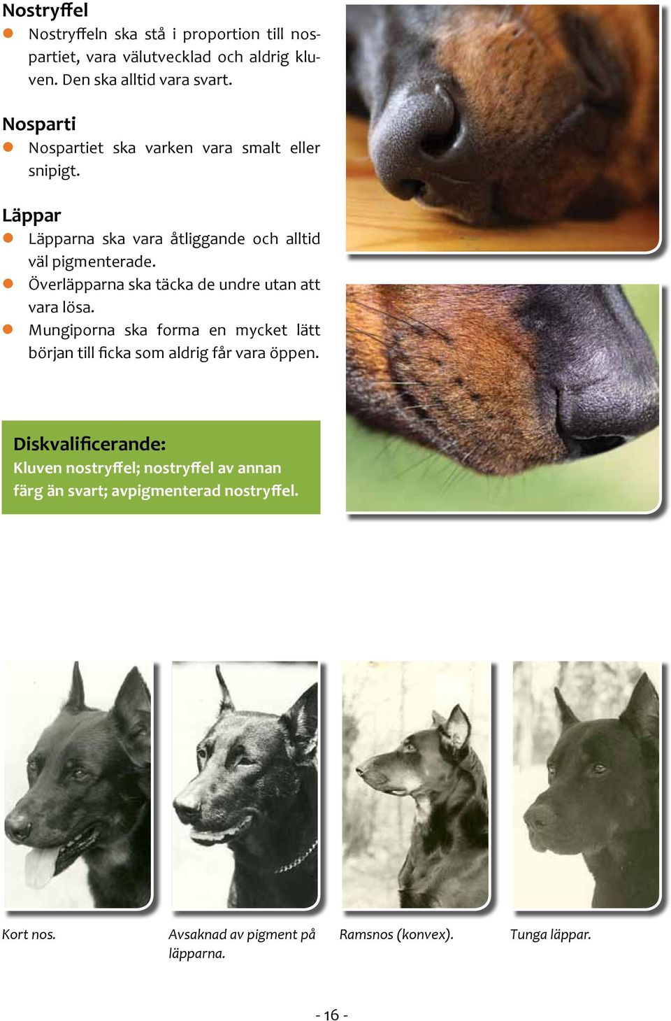 Överläpparna ska täcka de undre utan att vara lösa. Mungiporna ska forma en mycket lätt början till ficka som aldrig får vara öppen.