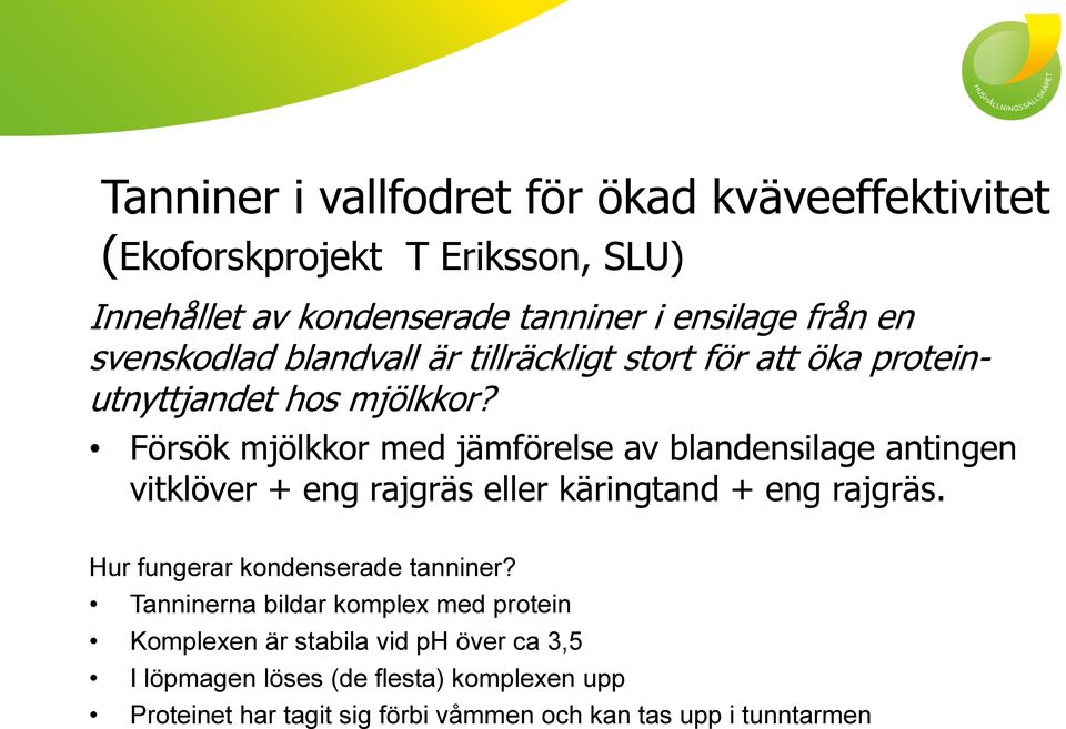 Försök mjölkkor med jämförelse av blandensilage antingen vitklöver + eng rajgräs eller käringtand + eng rajgräs.