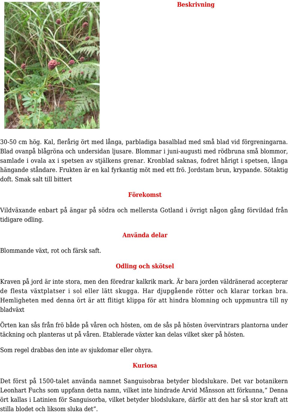 Frukten är en kal fyrkantig möt med ett frö. Jordstam brun, krypande. Sötaktig doft.