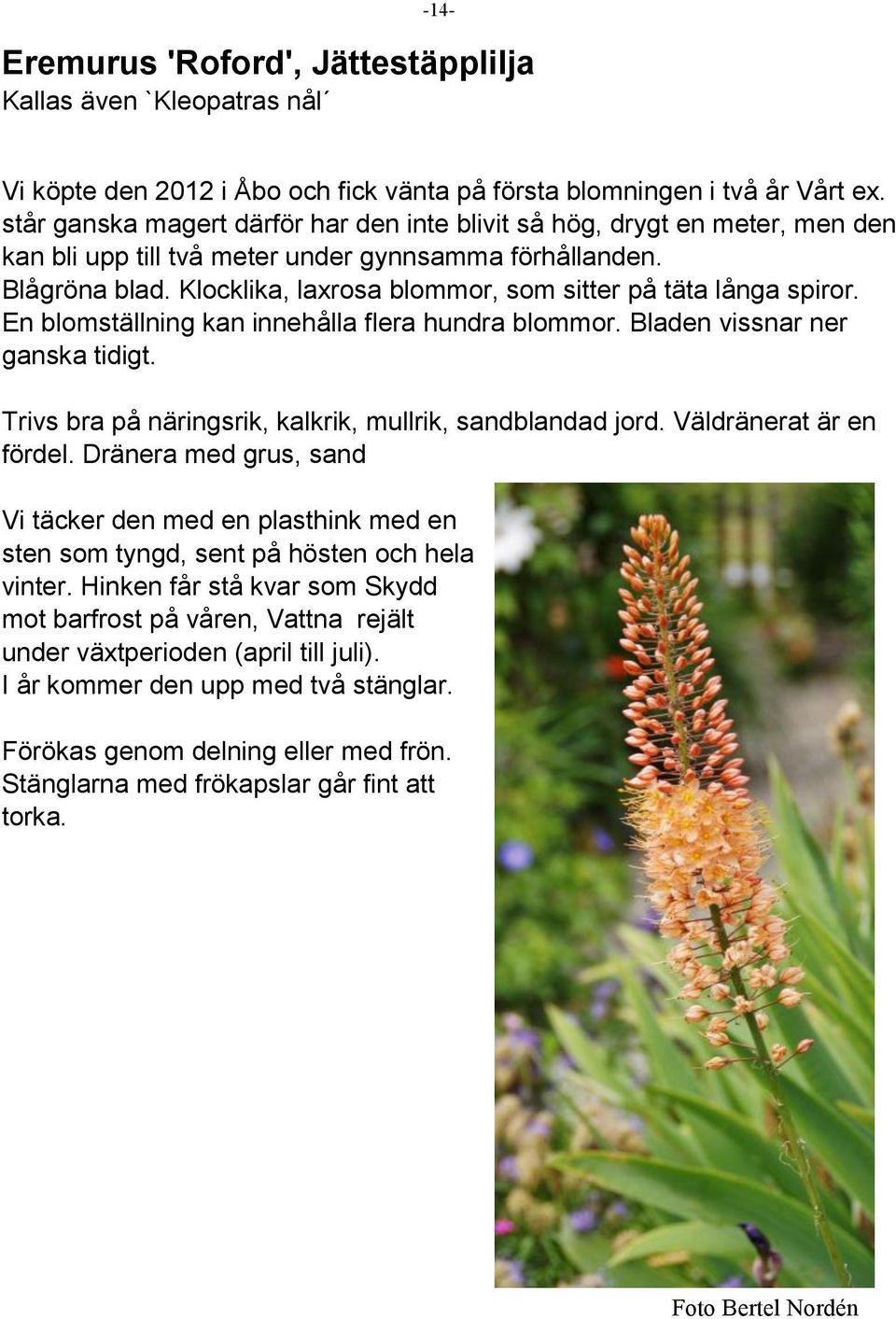 Klocklika, laxrosa blommor, som sitter på täta långa spiror. En blomställning kan innehålla flera hundra blommor. Bladen vissnar ner ganska tidigt.