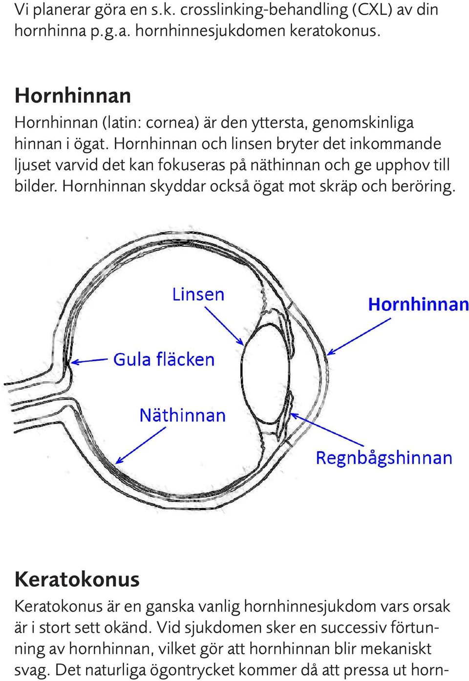 Hornhinnan och linsen bryter det inkommande ljuset varvid det kan fokuseras på näthinnan och ge upphov till bilder.