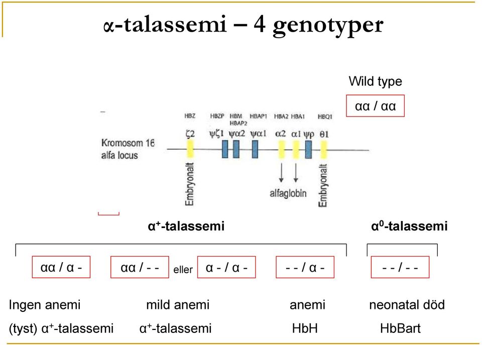 - - / α - - - / - - eller Ingen anemi mild anemi anemi
