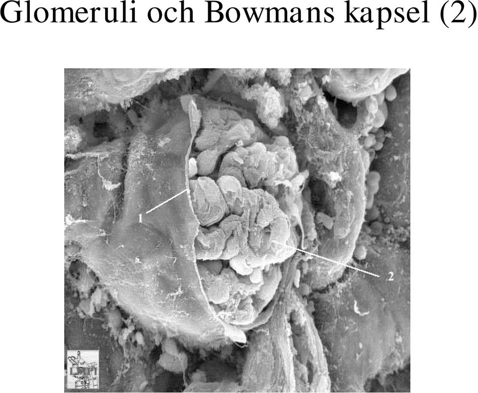 Bowmans