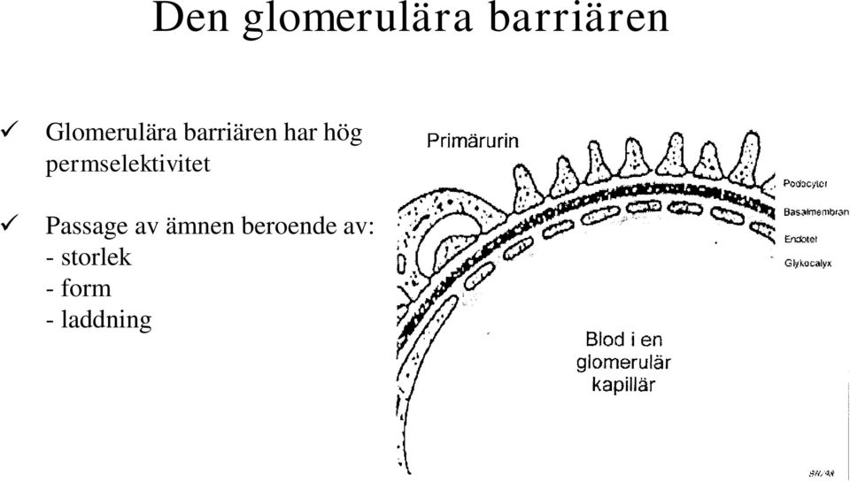 permselektivitet Passage av