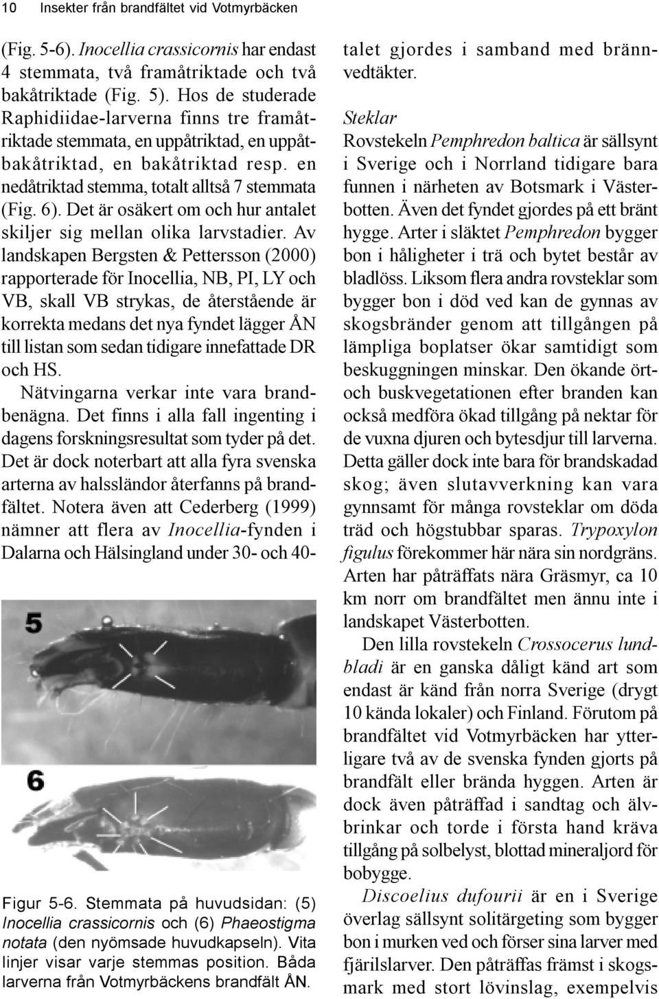 Det är osäkert om och hur antalet skiljer sig mellan olika larvstadier.