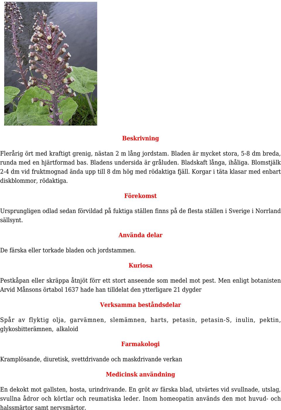 Ursprungligen odlad sedan förvildad på fuktiga ställen finns på de flesta ställen i Sverige i Norrland sällsynt. De färska eller torkade bladen och jordstammen.