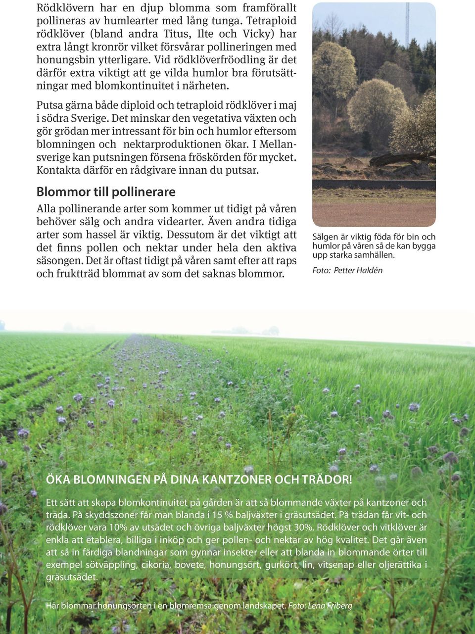 Vid rödklöverfröodling är det därför extra viktigt att ge vilda humlor bra förutsättningar med blomkontinuitet i närheten. Putsa gärna både diploid och tetraploid rödklöver i maj i södra Sverige.