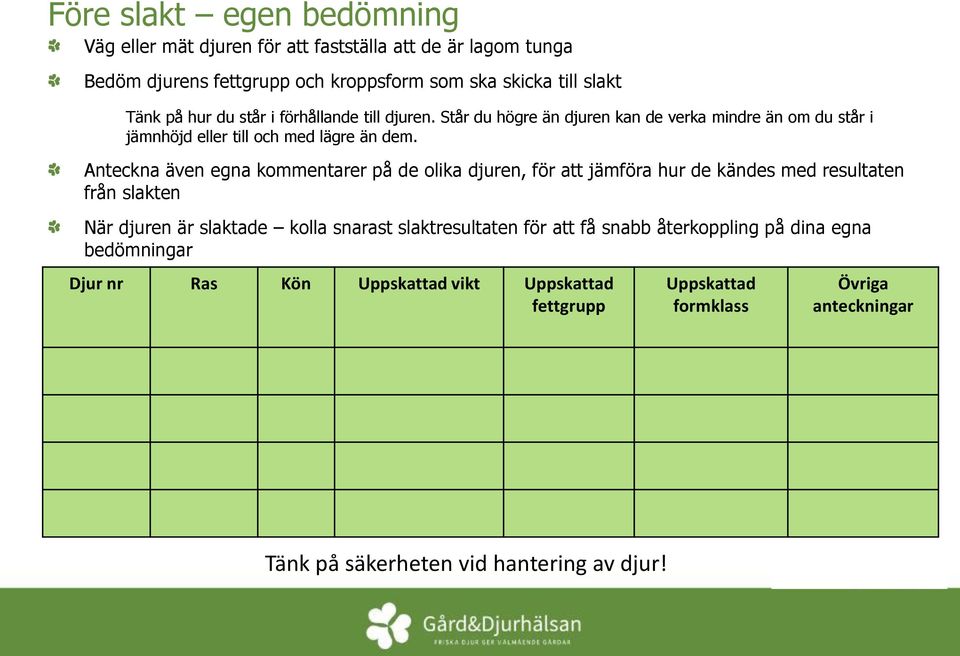 Anteckna även egna kommentarer på de olika djuren, för att jämföra hur de kändes med resultaten från slakten När djuren är slaktade kolla snarast slaktresultaten