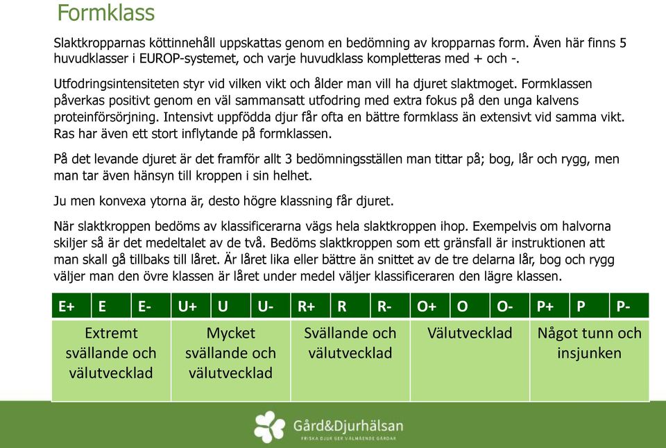 Formklassen påverkas positivt genom en väl sammansatt utfodring med extra fokus på den unga kalvens proteinförsörjning.