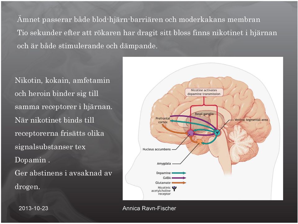 Nikotin, kokain, amfetamin och heroin binder sig till samma receptorer i hjärnan.