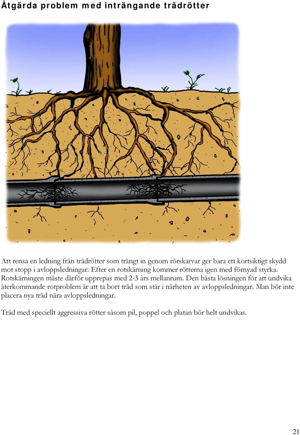 Rotskärningen måste därför upprepas med 2-3 års mellanrum.
