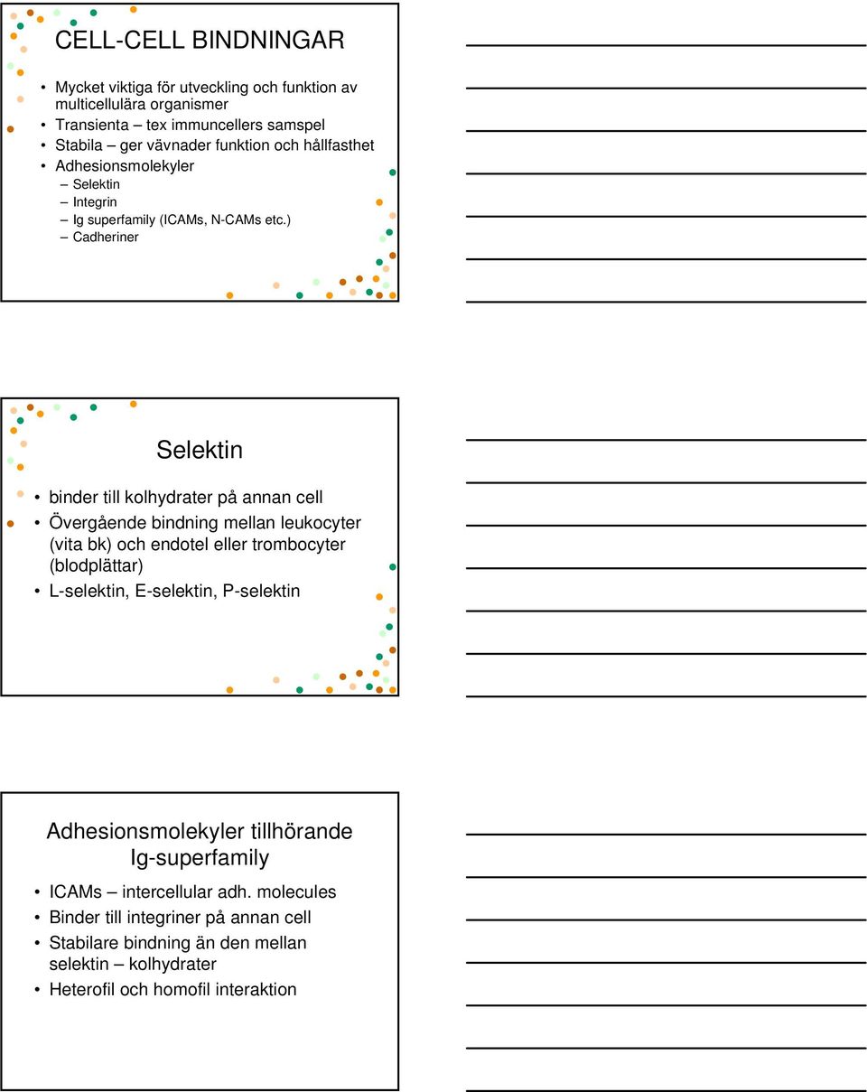 ) Cadheriner Selektin binder till kolhydrater på annan cell Övergående bindning mellan leukocyter (vita bk) och endotel eller trombocyter (blodplättar)