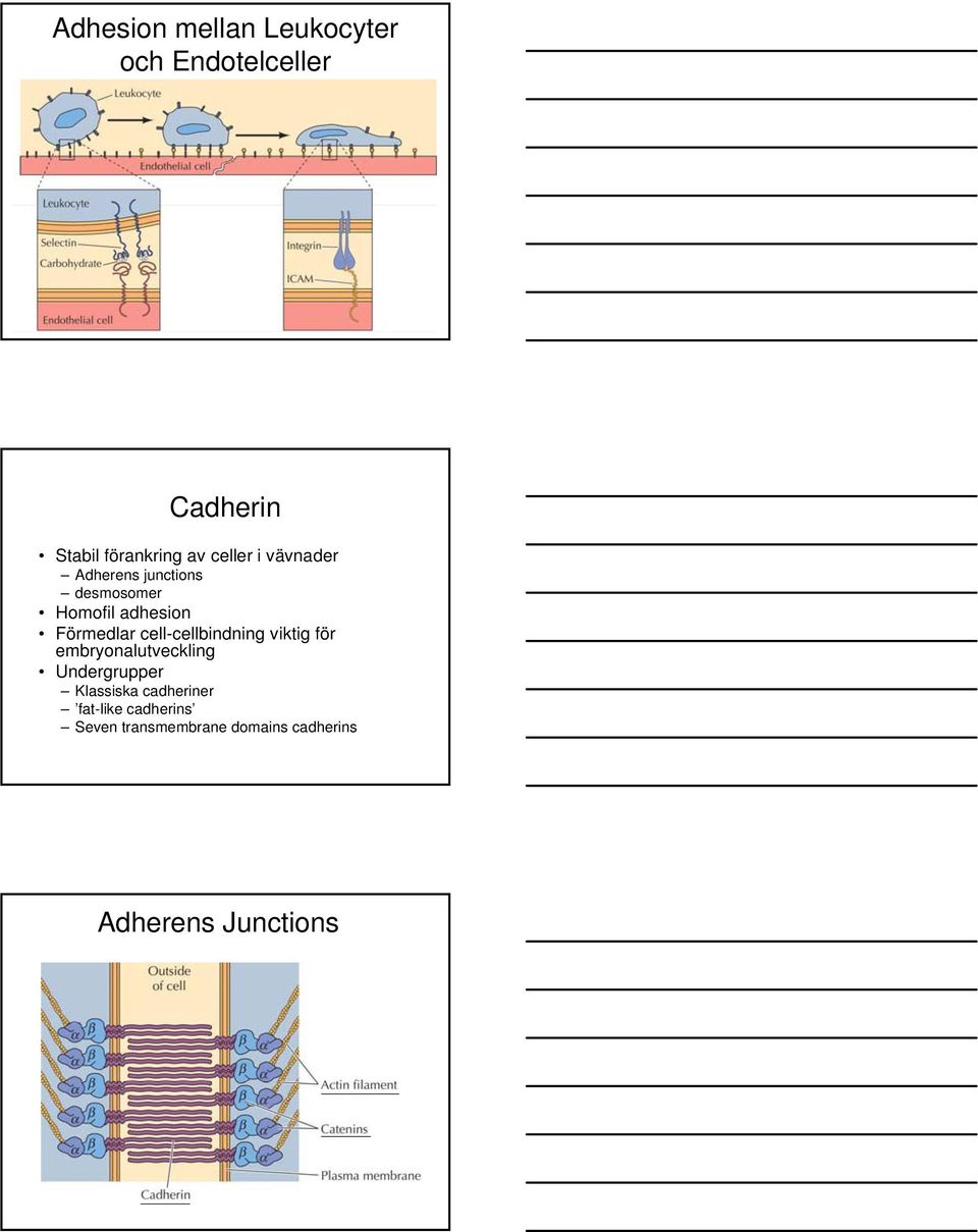 cell-cellbindning viktig för embryonalutveckling Undergrupper Klassiska