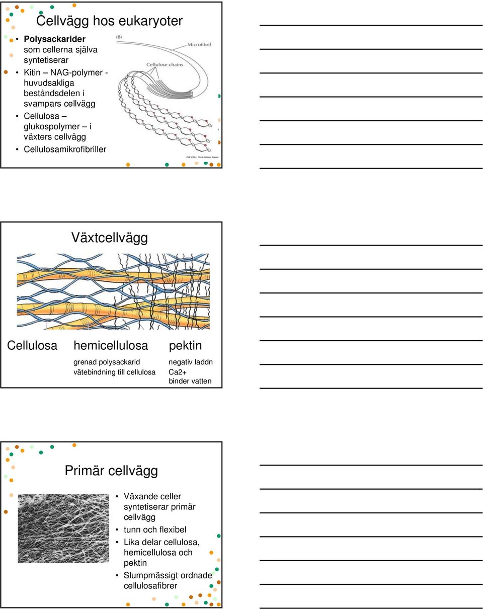 pektin grenad polysackarid vätebindning till cellulosa negativ laddn Ca2+ binder vatten Primär cellvägg Växande celler