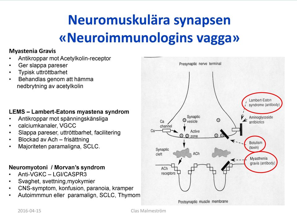 calciumkanaler, VGCC Slappa pareser, uttröttbarhet, facilitering Blockad av Ach frisättning Majoriteten paramaligna, SCLC.