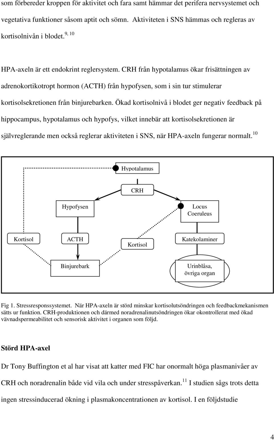 CRH från hypotalamus ökar frisättningen av adrenokortikotropt hormon (ACTH) från hypofysen, som i sin tur stimulerar kortisolsekretionen från binjurebarken.