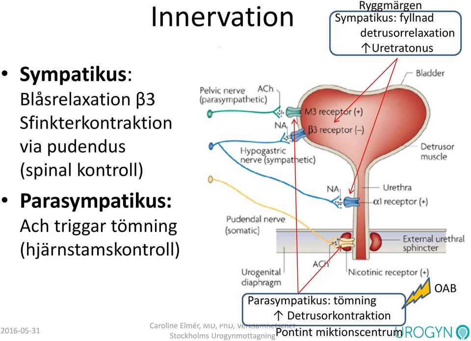 Innervation Ryggmärgen Sympatikus: fyllnad detrusorrelaxation