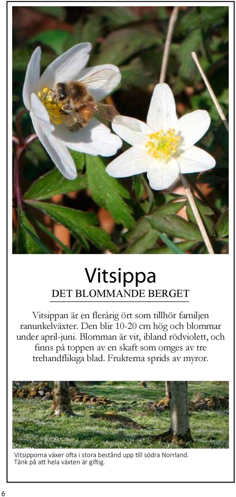 Blomman är vit, ibland rödviolett, och finns på toppen av en skaft som omges av tre