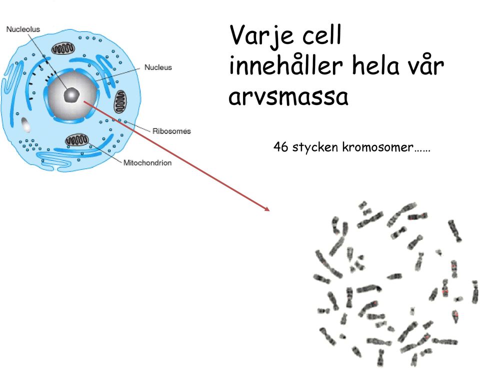 vår arvsmassa