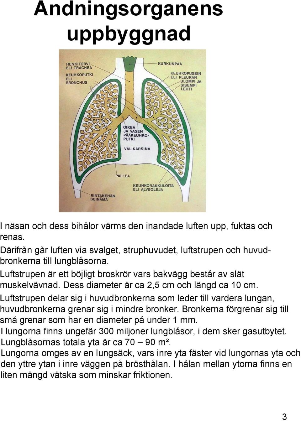 Luftstrupen delar sig i huvudbronkerna som leder till vardera lungan, huvudbronkerna grenar sig i mindre bronker. Bronkerna förgrenar sig till små grenar som har en diameter på under 1 mm.