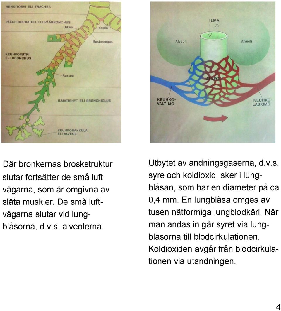 En lungblåsa omges av tusen nätformiga lungblodkärl.