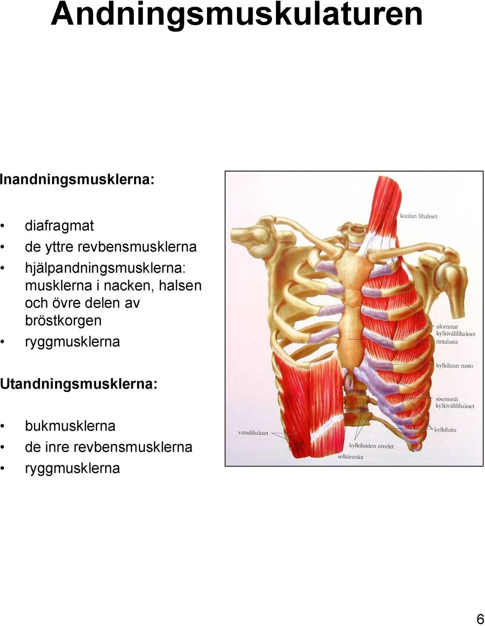 halsen och övre delen av bröstkorgen ryggmusklerna