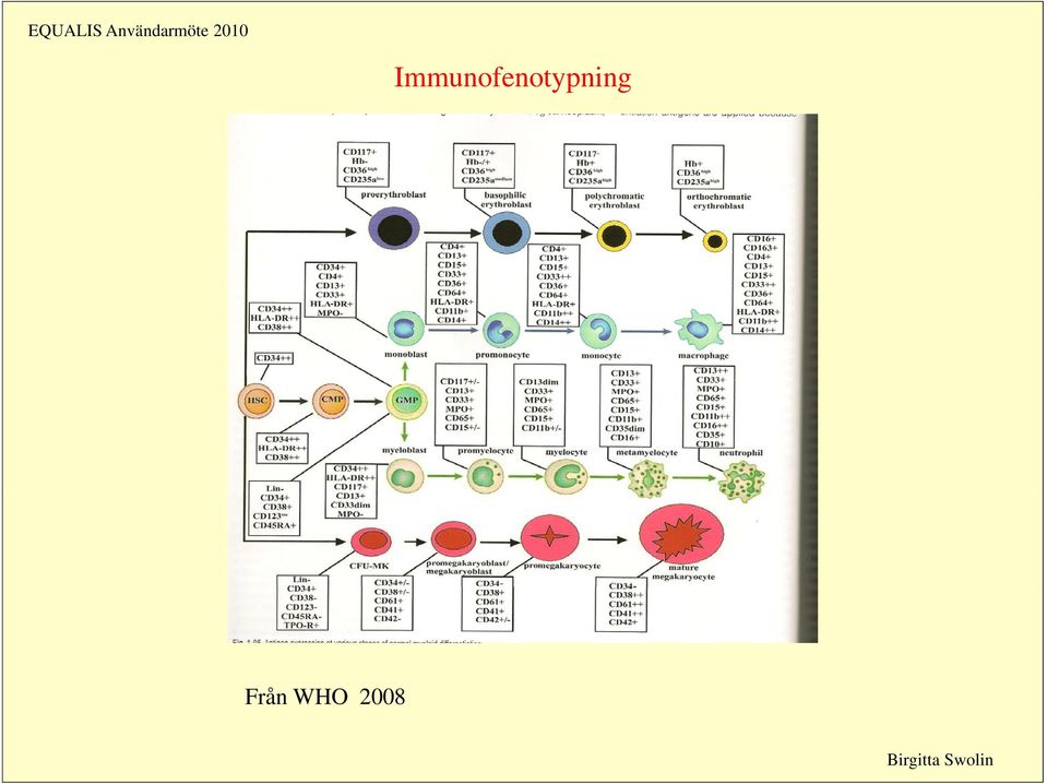 Immunofenotypning