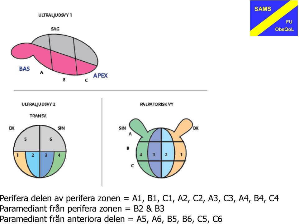 från perifera zonen = B2 & B3 Paramediant