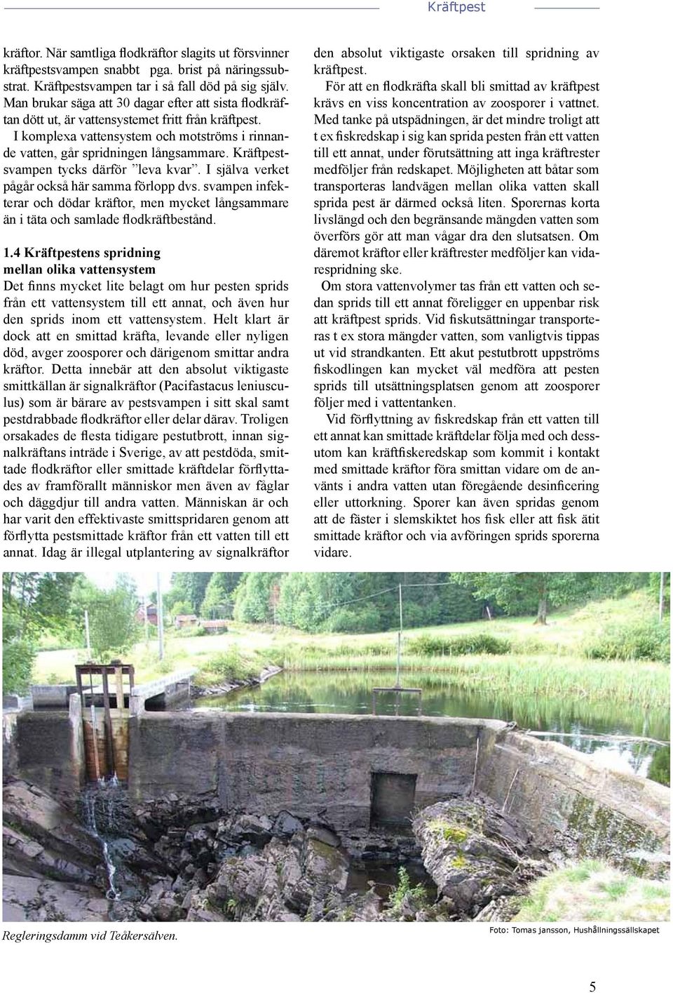 Kräftpestsvampen tycks därför leva kvar. I själva verket pågår också här samma förlopp dvs. svampen infekterar och dödar kräftor, men mycket långsammare än i täta och samlade flodkräftbestånd. 1.