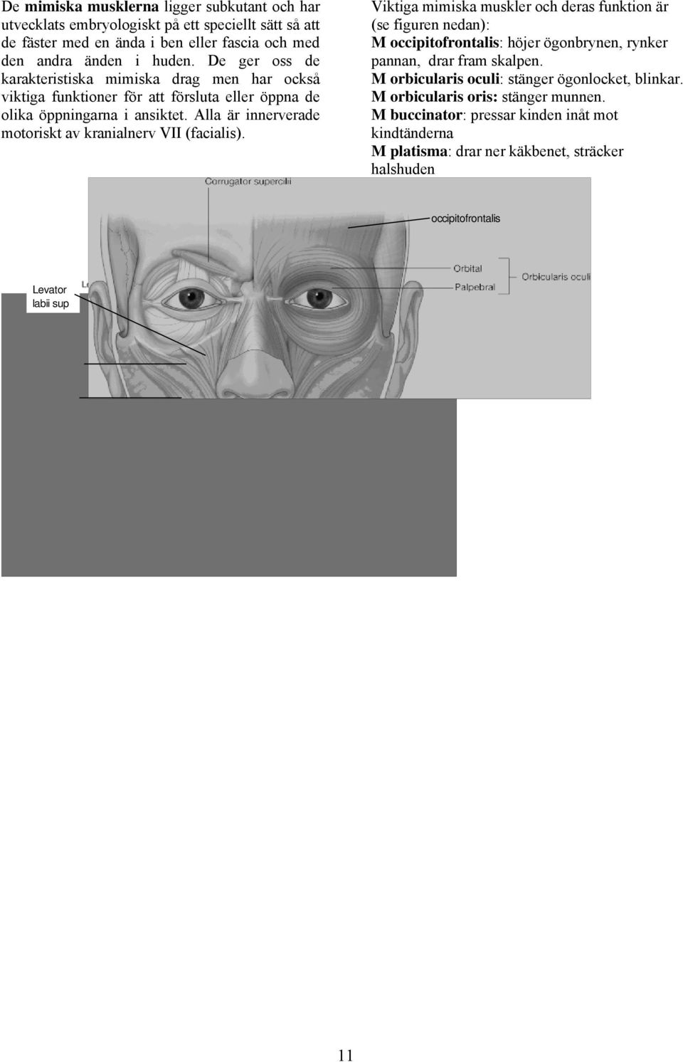 Alla är innerverade motoriskt av kranialnerv VII (facialis).