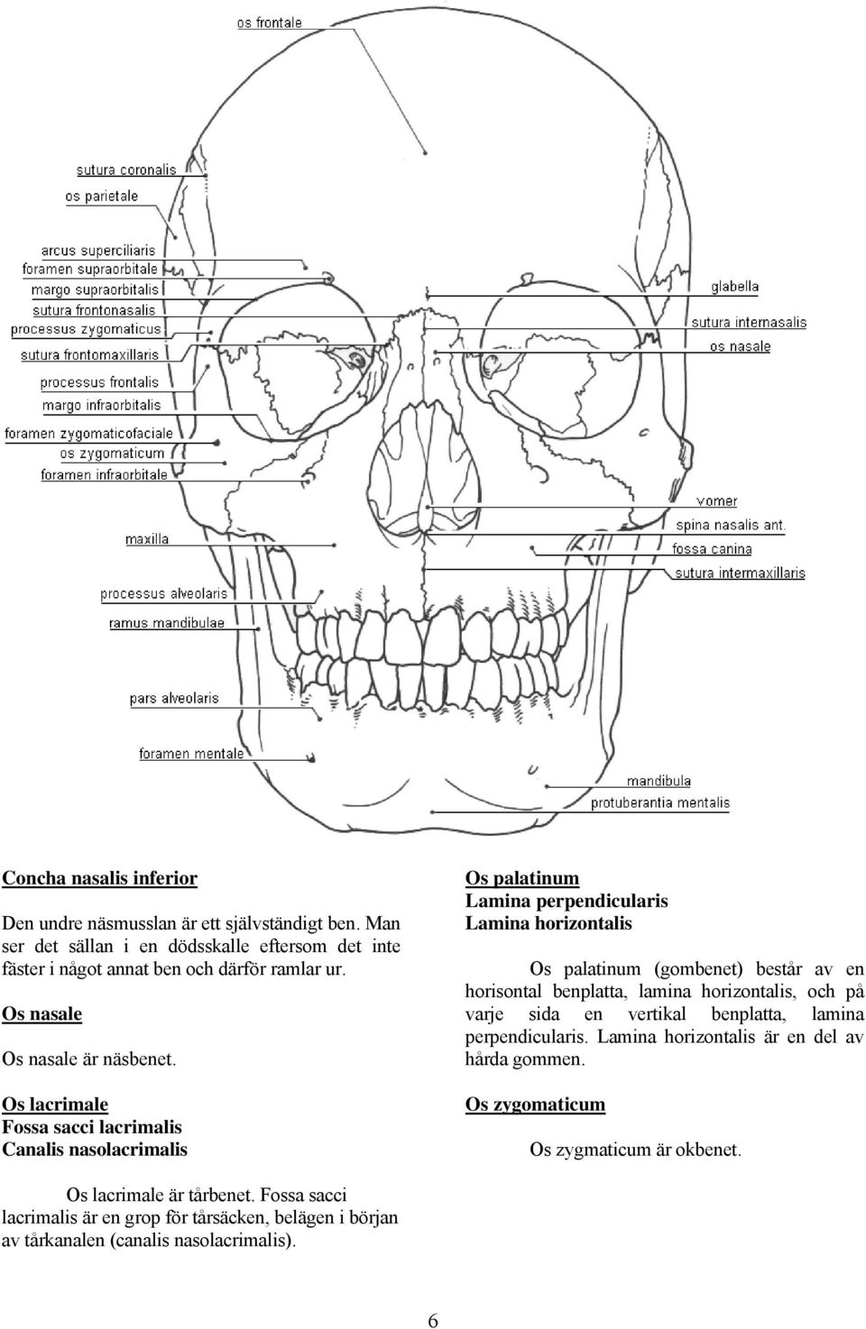 Os lacrimale Fossa sacci lacrimalis Canalis nasolacrimalis Os palatinum Lamina perpendicularis Lamina horizontalis Os palatinum (gombenet) består av en horisontal