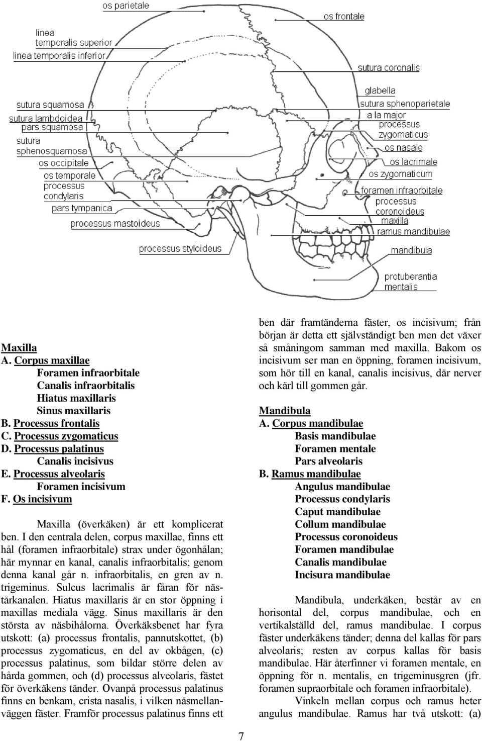 I den centrala delen, corpus maxillae, finns ett hål (foramen infraorbitale) strax under ögonhålan; här mynnar en kanal, canalis infraorbitalis; genom denna kanal går n. infraorbitalis, en gren av n.