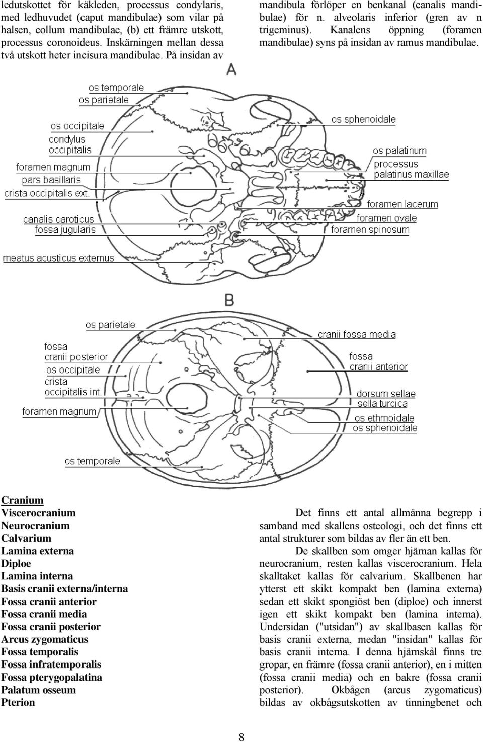 Kanalens öppning (foramen mandibulae) syns på insidan av ramus mandibulae.