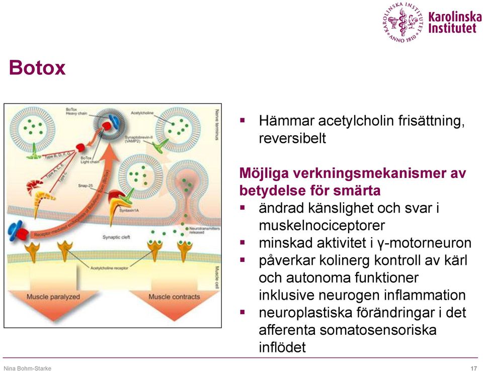 γ-motorneuron påverkar kolinerg kontroll av kärl och autonoma funktioner inklusive neurogen
